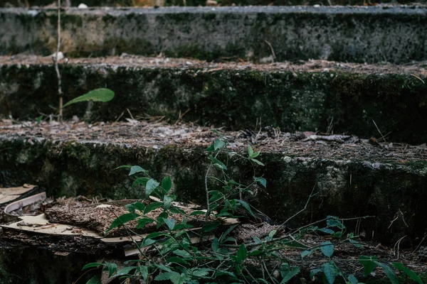 Escalones Hormigón Gris Parcialmente Borrosos Edificio Abandonado Ruinas Cubierto Musgo — Foto de Stock