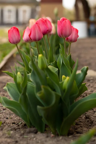 Incroyable Tulipes Roses Dans Lit Fleurs Fleurissant Printemps — Photo