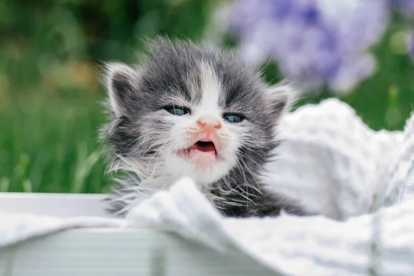 Lindo Gatito Gris Blanco Sentado Una Cesta Madera Preciosa Mascota — Foto de Stock