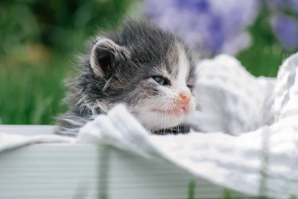 可爱的灰色和白色的小猫咪坐在木制篮子里 在绿草和花朵的衬托下可爱的宠物 — 图库照片