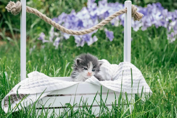 Bonito Gatinho Cinza Branco Sentado Cesta Madeira Bonito Animal Estimação — Fotografia de Stock