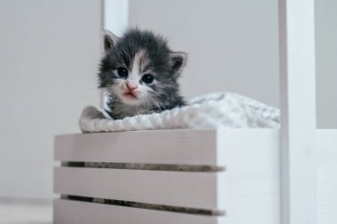 Tahta sepetin içinde oturan küçük şirin gri ve beyaz kedi yavrusu. Evdeki sevimli hayvan.