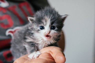 Beyaz kedili küçük şirin gri kedi bir adamın elinde ve miyavlıyor. Evcil hayvanlar evde