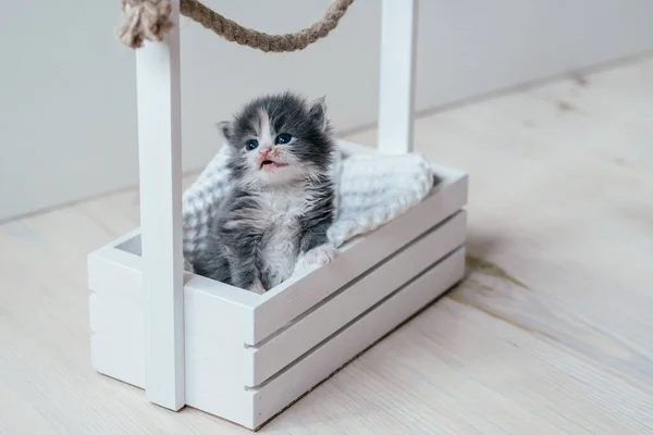 Cute Little Gray White Kitten Sitting Wooden Basket Lovely Pet — Stock Photo, Image