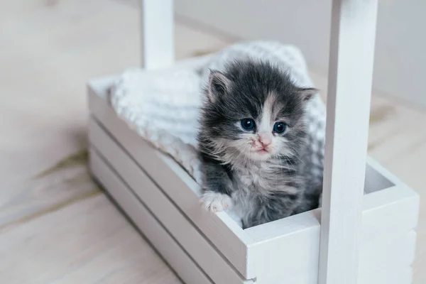 可爱的灰色和白色的小猫咪坐在木制篮子里 可爱的宠物在家里 — 图库照片