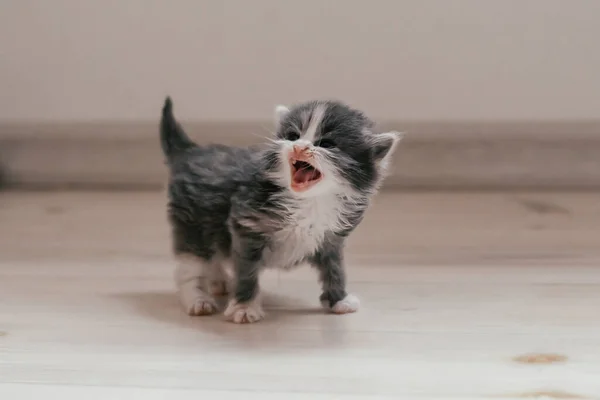 Liten Söt Grå Och Vit Kattunge Står Trägolv Och Meows — Stockfoto