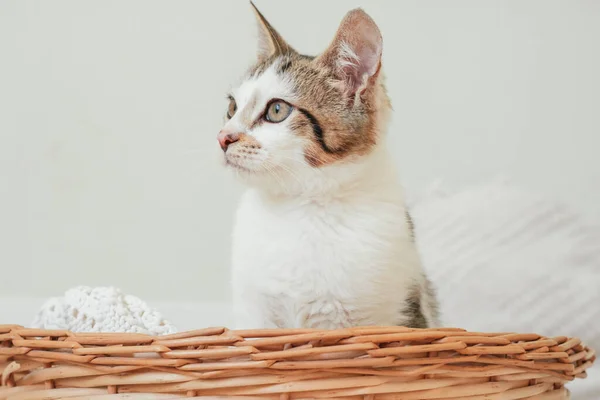 Weiß Mit Grauen Streifen Katze Monate Sitzt Weidenkorb Und Schaut — Stockfoto