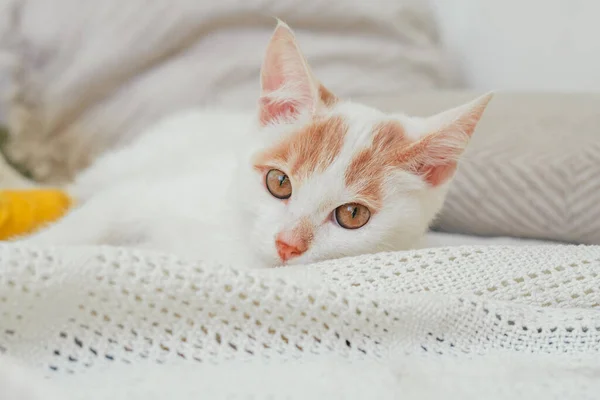 Weiß Und Ingwer Katze Monate Liegt Auf Einer Hellen Decke — Stockfoto