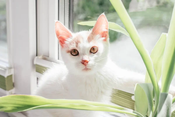 Weiße Und Ingwer Katze Monate Sitzt Der Nähe Fenster Kätzchen — Stockfoto