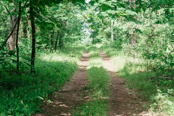 Teilweise Verschwommenes Kreatives Hintergrundbild Eines Sandigen Weges Sommerwald Zwischen Gras — Stockfoto