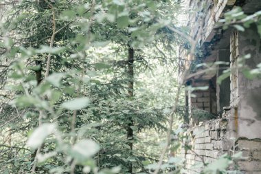 Ağaçlar, çalılar, yosunlar ve yeşil dallarla kaplı terk edilmiş harabelerden oluşan kısmen bulanık gri beton ve tuğla bir duvar.