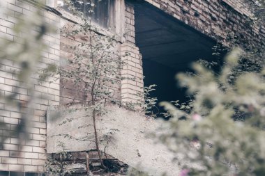 Ağaçlar, çalılar, yosunlar ve yeşil dallarla kaplı terk edilmiş harabelerden oluşan kısmen bulanık gri beton ve tuğla bir duvar.