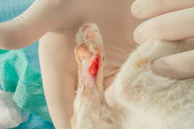 Eldivenli erkek veteriner elleri, tıbbi muayene için beyaz ve zencefilli kedi yavrusunu masanın üstünde tutuyor ve yaralı patiyi yarayla tedavi ediyor.