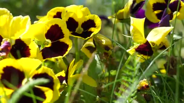 黄色いヴィオラ三色の花 — ストック動画
