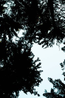 ön ağaçlar - soyut arkaplan