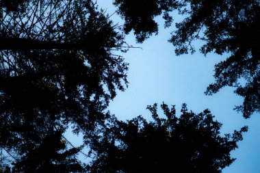 ön ağaçlar - soyut arkaplan