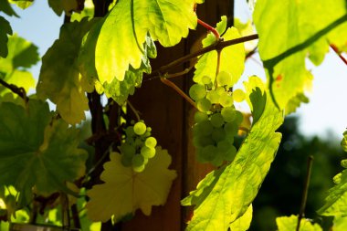 Üzüm bağında yeşil üzümler