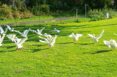 Çiftlikte bir kaz sürüsü