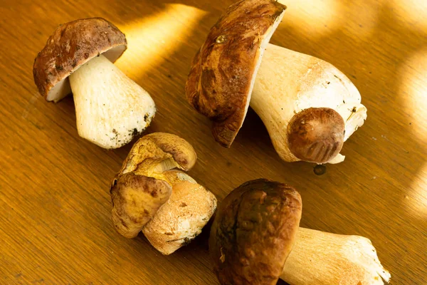 Susuzluk ve kuru mantar. Bahçeden toplanan birkaç taze mantar. porcino mantarları (Boletus edulis)