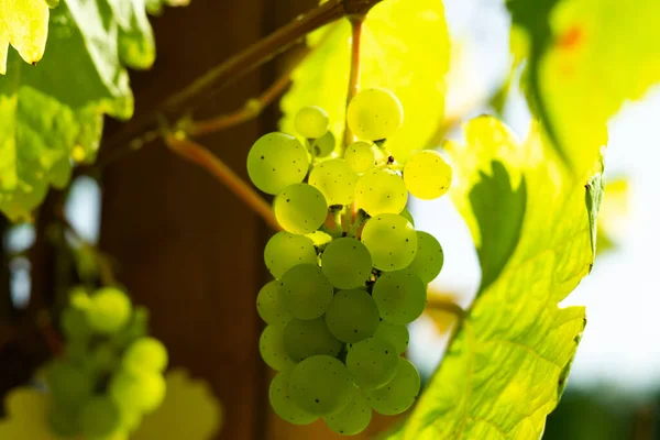 Raisins Verts Dans Vignoble — Photo