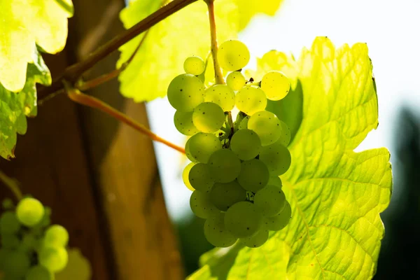 Зеленый Виноград Винограднике — стоковое фото