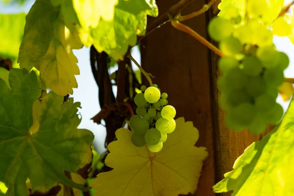 Uvas Verdes Viñedo —  Fotos de Stock