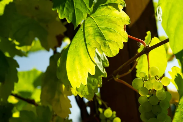 Зеленый Виноград Винограднике — стоковое фото