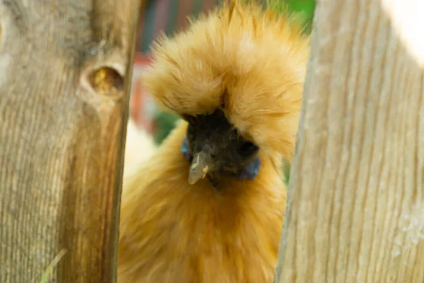 Free Ranging Chicken Farm — Stock Photo, Image