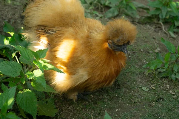 Szabadtartású Csirke Egy Gazdaságban — Stock Fotó
