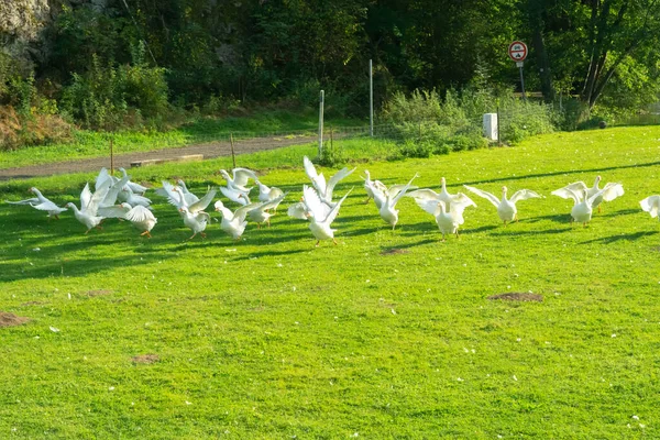 Free Range Goose Flock Farm — Stock Photo, Image