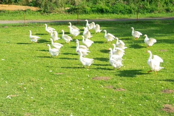 Free Range Goose Flock Farm — Stock Photo, Image