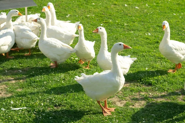 Goose Flock Farm — Stock Photo, Image