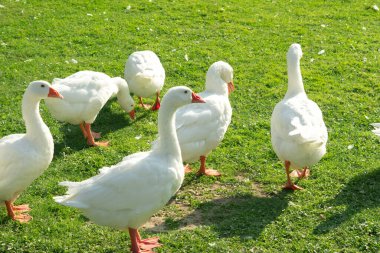 Çiftlikte bir kaz sürüsü