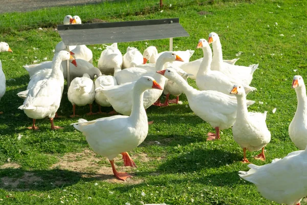 Free Range Goose Flock Farm — Stock Photo, Image