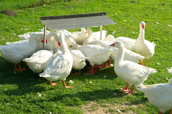 Goose Flock Farm — Stock Photo, Image