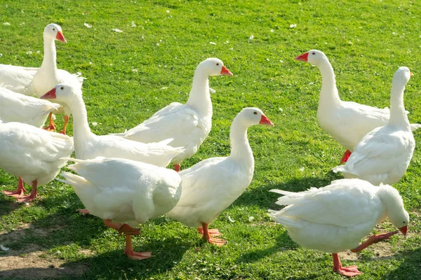 Free Range Goose Flock Farm — Stock Photo, Image