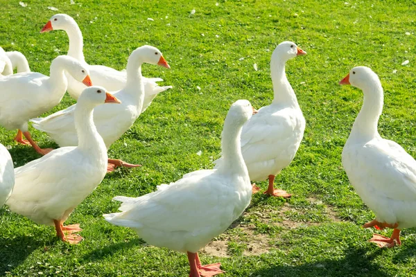 White Goose Flock Farm — Stock Photo, Image