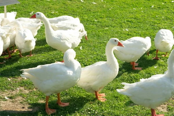 Free Range Goose Flock Farm — Stock Photo, Image