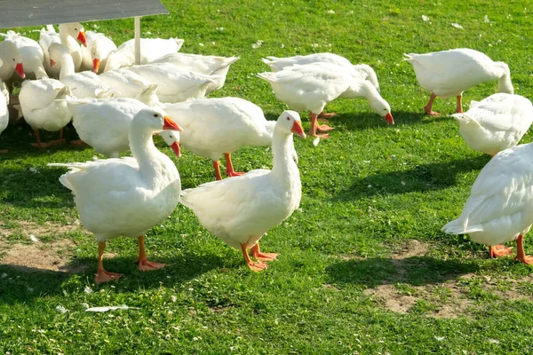 Çiftlikteki beyaz kaz sürüsü