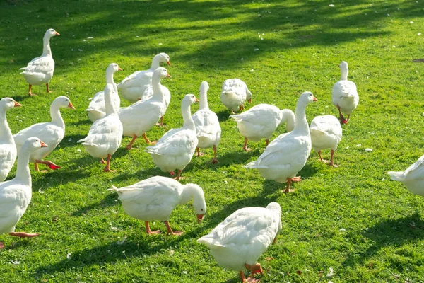 Çiftlikte kaz sürüsü