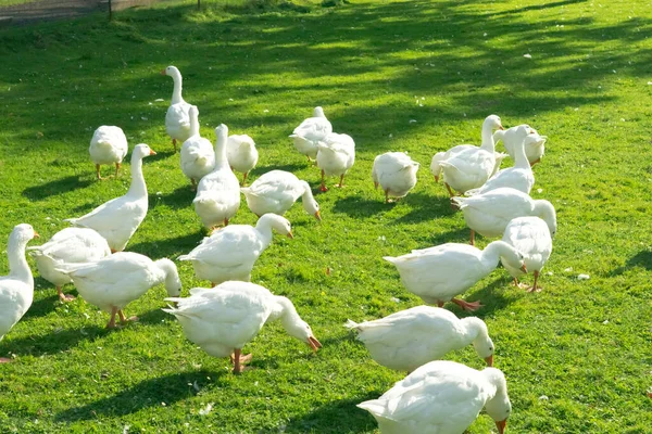 Goose Flock Farm — Stock Photo, Image