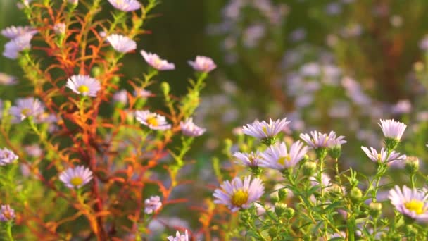 European Michaelmas Daisy Квіткове Поле Безшовне Коло — стокове відео