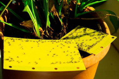 Saksıdaki sarı yapışkan kapan.