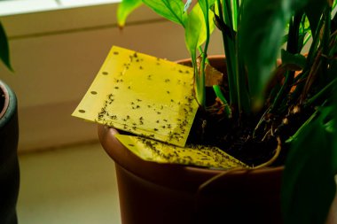 yellow sticky trap in a houseplant pot clipart