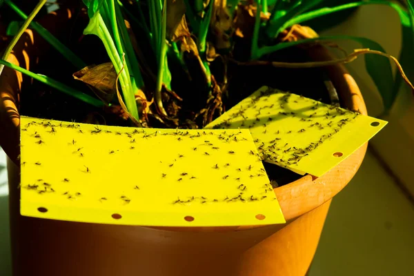 Yellow Sticky Trap Houseplant Pot — Stock Photo, Image