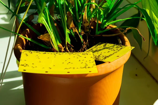 Piège Collant Jaune Dans Pot Plante Intérieur — Photo