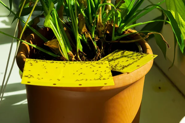 Piège Collant Jaune Dans Pot Plante Intérieur — Photo