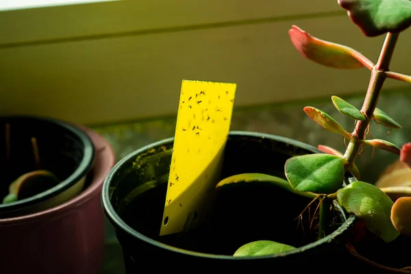 Piège Collant Jaune Dans Pot Plante Intérieur — Photo