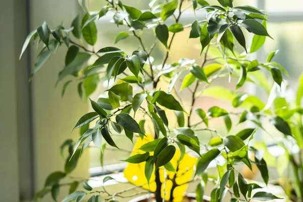 Plante Intérieur Avec Une Carte Jaune Collante Ficus Arbre — Photo