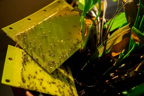 dark-winged fungus - yellow sticky trap